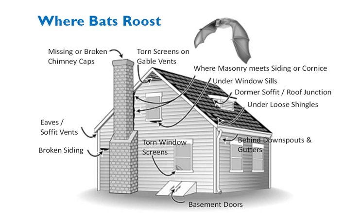 How to Get Rid of Bats in Attic