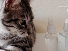 How to Make Cat Repellents at Home