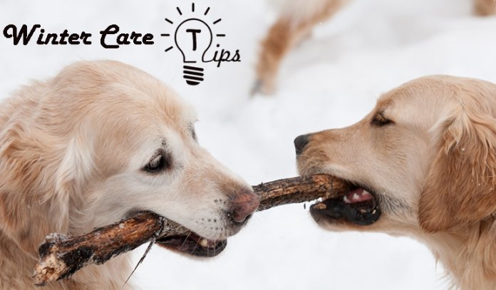 Top Pet care advice for winter